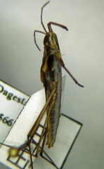 Gerris costae