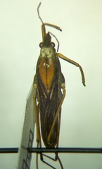 Gerris costae
