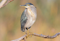 Butorides striata