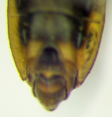 Gerris lacustris
