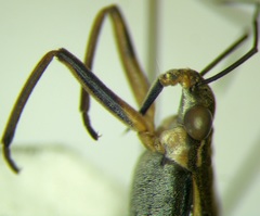 Gerris lacustris