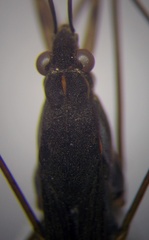 Gerris lacustris