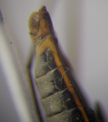 Gerris lacustris