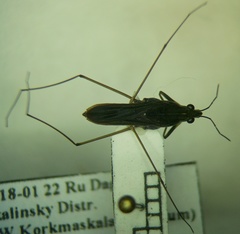 Gerris lacustris