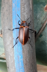 Coleoptera