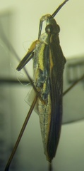 Gerris lacustris