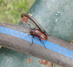 Coleoptera