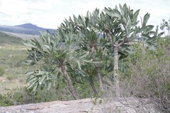 Cussonia paniculata