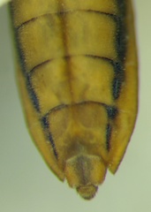 Gerris lacustris
