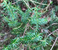 Erica cinerea