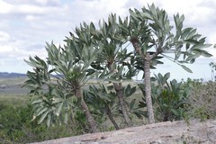Cussonia paniculata