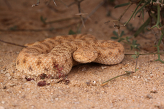 Cerastes vipera