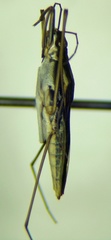 Gerris odontogaster
