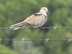 Streptopelia decaocto