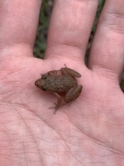 Eleutherodactylus planirostris