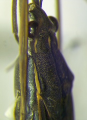 Gerris odontogaster