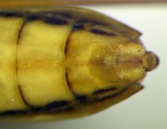 Gerris odontogaster