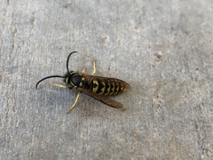 Vespula pensylvanica