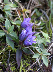 Gentiana scabra buergeri