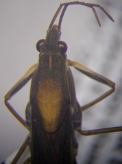 Gerris thoracicus