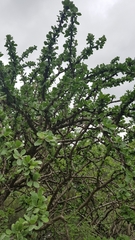 Jatropha neopauciflora