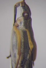 Gerris thoracicus