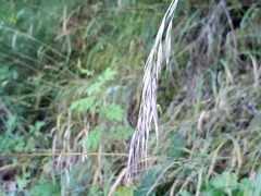 Bromus vulgaris