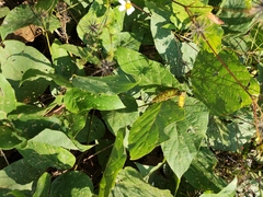 Pueraria montana lobata