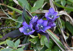 Gentiana scabra buergeri