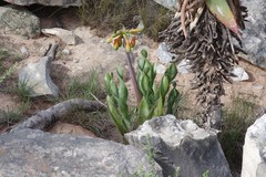 Cyrtanthus obliquus