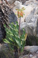 Cyrtanthus obliquus