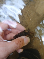 Procambarus versutus