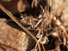 Empusa fasciata