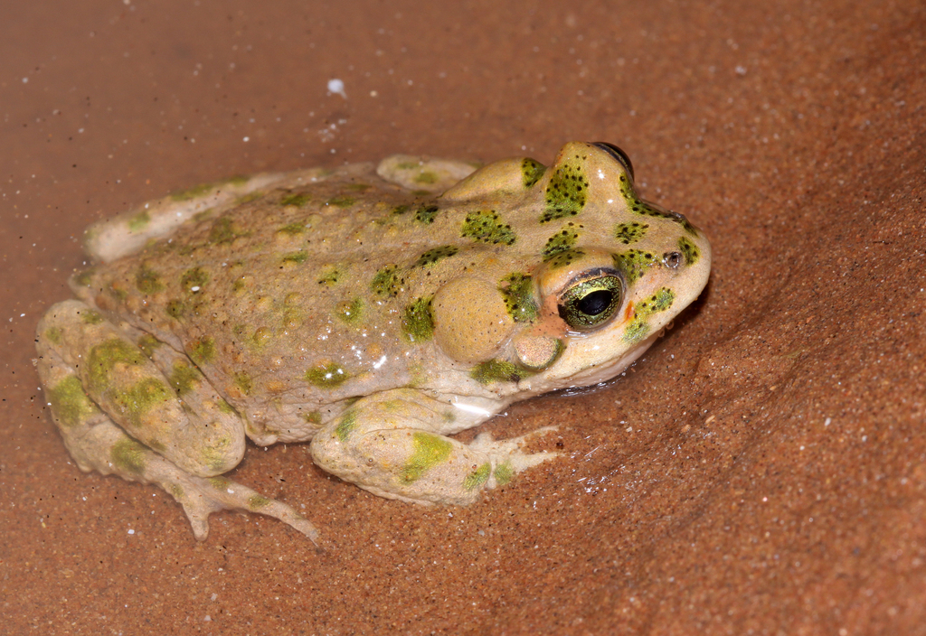 Brongersma's Toad