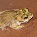 Brongersma's Toad - Photo (c) Xavier Rufray, some rights reserved (CC BY-NC), uploaded by Xavier Rufray