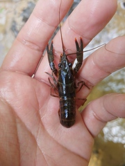 Procambarus versutus