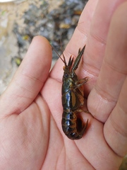 Procambarus versutus