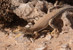 Acanthodactylus aureus