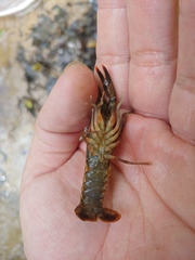 Procambarus versutus