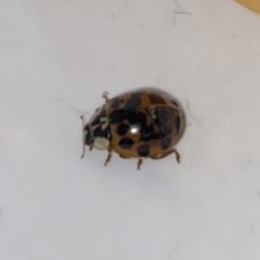 Harmonia axyridis
