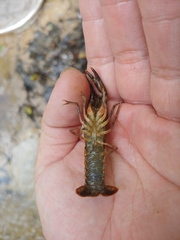 Procambarus versutus