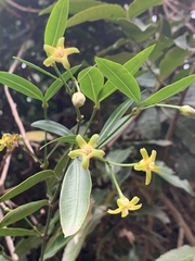 Secamone gerrardii