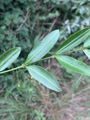 Secamone gerrardii