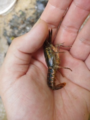 Procambarus versutus