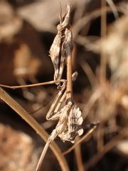 Empusa fasciata