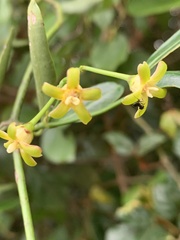 Secamone gerrardii