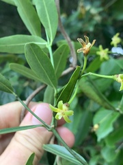 Secamone gerrardii