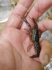 Procambarus versutus