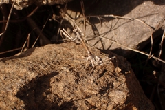 Empusa fasciata