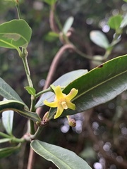Secamone gerrardii